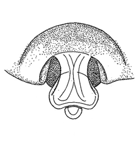 speciesimage