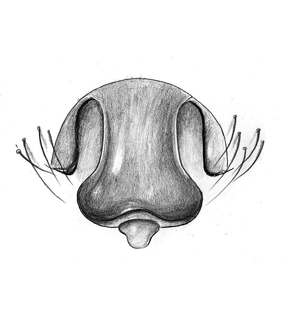 speciesimage