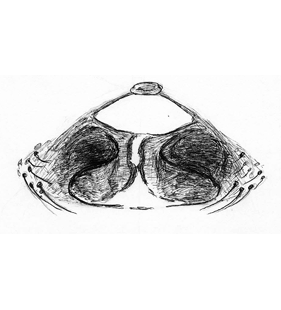 species
