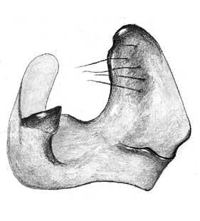 speciesimage
