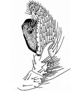 species