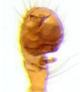 speciesimage