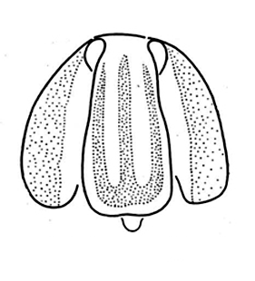 speciesimage