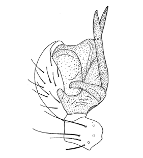 speciesimage