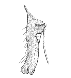 speciesimage