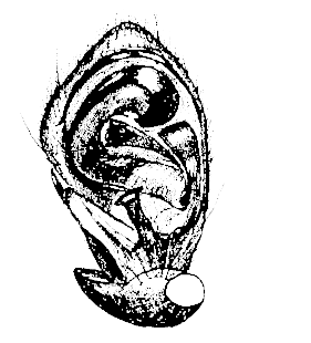 speciesimage