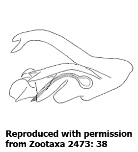 speciesimage
