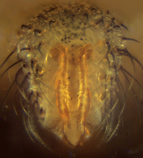 speciesimage