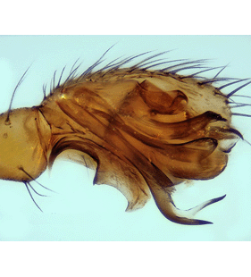 speciesimage