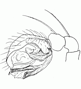 speciesimage
