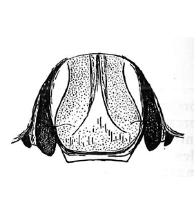 speciesimage