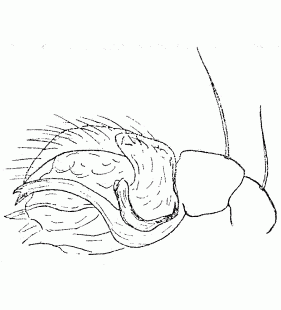 speciesimage