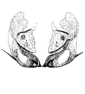 speciesimage
