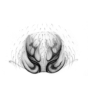 speciesimage