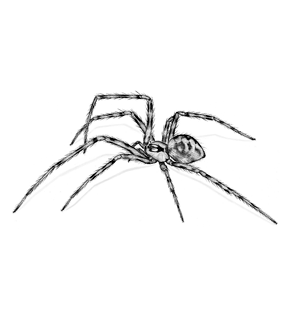 speciesimage