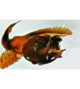 speciesimage