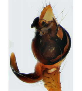 speciesimage