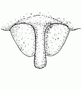speciesimage