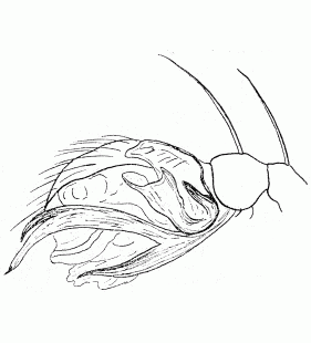 speciesimage