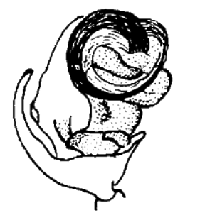 speciesimage