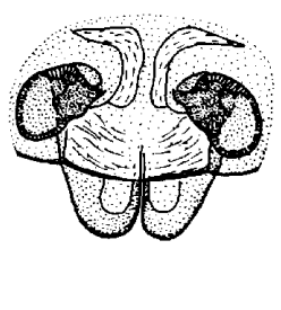 speciesimage