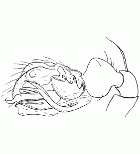 speciesimage