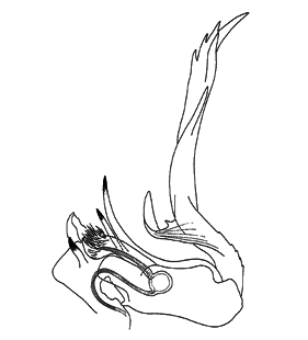speciesimage