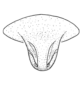 speciesimage
