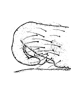 speciesimage