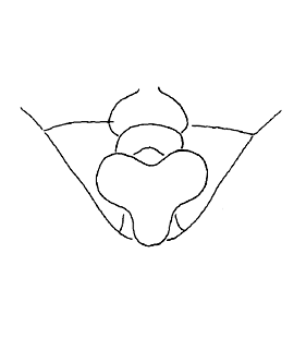 speciesimage