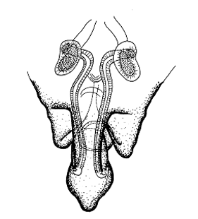 speciesimage