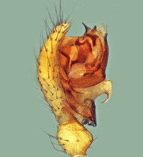 speciesimage