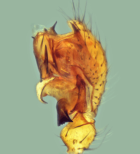 speciesimage