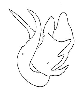 speciesimage