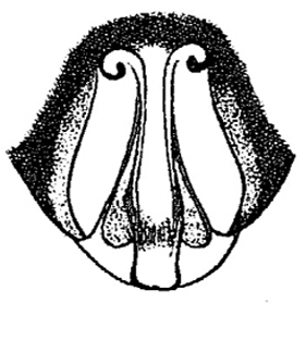 speciesimage
