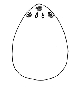 speciesimage