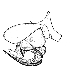 speciesimage