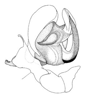 speciesimage