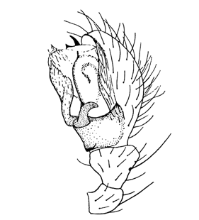 speciesimage
