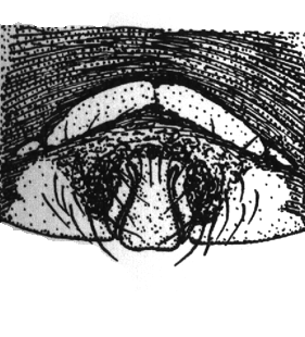 speciesimage