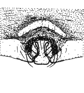 speciesimage
