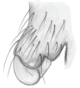 speciesimage