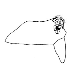 speciesimage