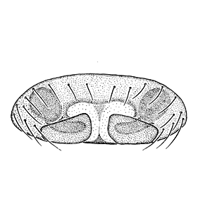speciesimage