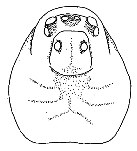 speciesimage