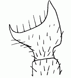 speciesimage