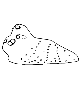 speciesimage