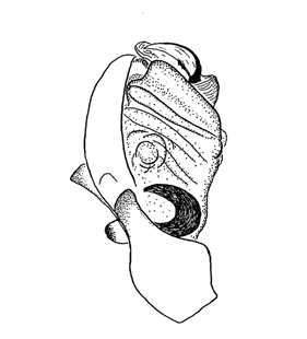 speciesimage