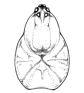 speciesimage