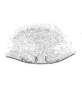 speciesimage